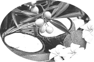 Ingrédients naturels du savon coco olive : noix de coco, olives et fleurs